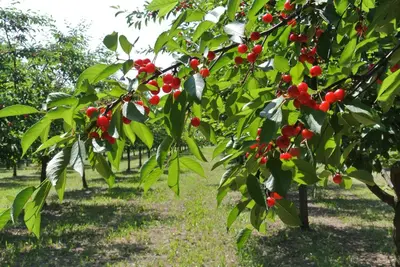Giardino di Alloggio Cantalupo