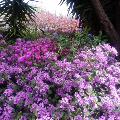 Giardino di Appartamento Taggiasca con piscina - Riva Trigoso
