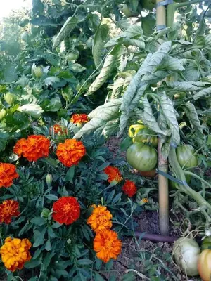 Giardino di B&B La vecchia quercia Home Restaurant