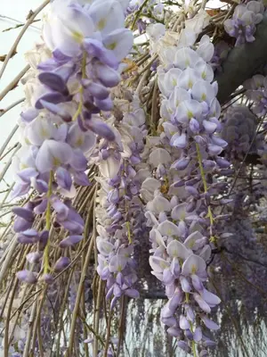 Planimetria di B&B Il Ponticello