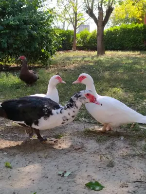 Altri animali domestici presso il bed & breakfast o nei dintorni