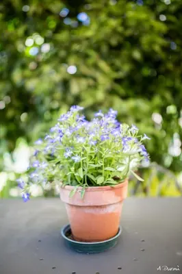 Giardino di A Durmì