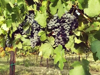 Giardino di tenuta i musi lunghi