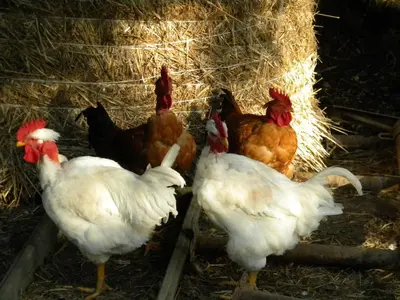 Altri animali domestici presso l'agriturismo o nei dintorni