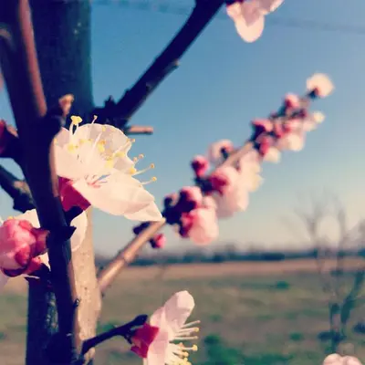 Planimetria di Agriturismo Bassanine