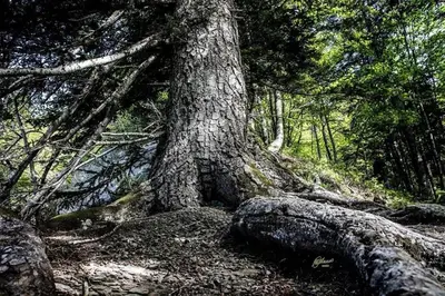 Paesaggio naturale nelle vicinanze dello chalet