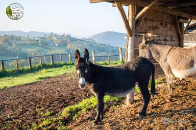 Altri animali domestici presso il bed & breakfast o nei dintorni