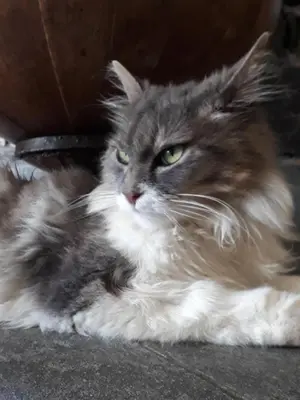 Ospiti di la gatta sul sentiero con animali domestici