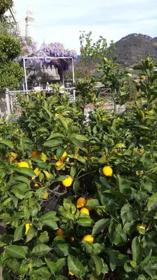 Giardino di I LIMONI già Torretta