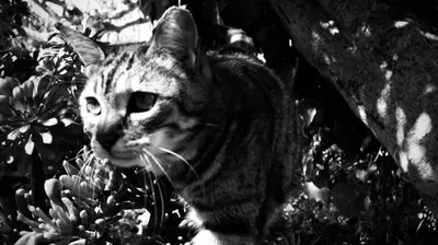Ospiti di affittacamere la loggia con animali domestici