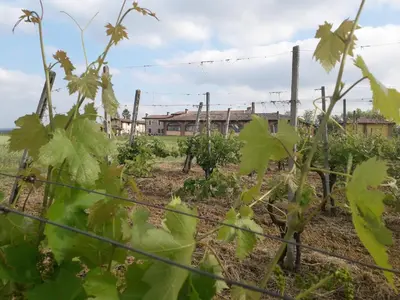 Planimetria di Agriturismo AMA