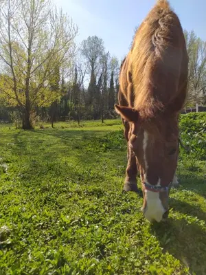 Altri animali domestici presso il bed & breakfast o nei dintorni