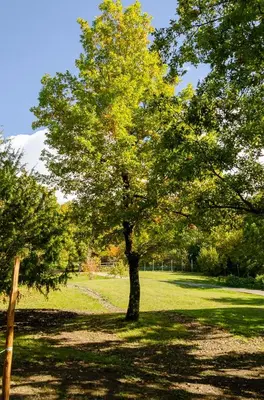 Giardino di La ghiandaia