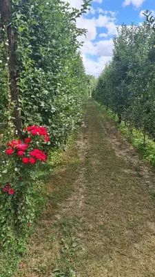 Giardino di Agriturismo Podere Borgo Malnido