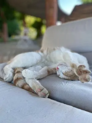 Ospiti di Tenuta Pizzone Wine Resort con animali domestici