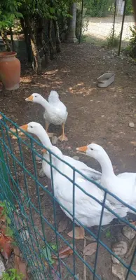 Altri animali domestici presso l'affittacamere o nei dintorni