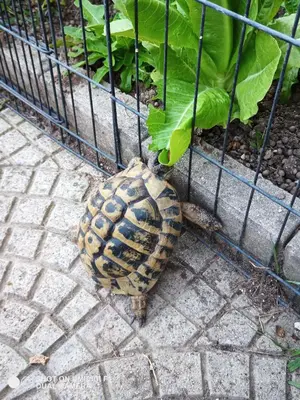 Planimetria di Le piante di casa SaMar