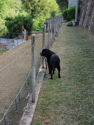 Altri animali domestici presso la casa vacanze o nei dintorni