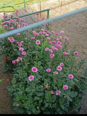 Giardino di Da Ange e Bru