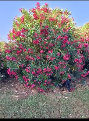 Giardino di Da Ange e Bru
