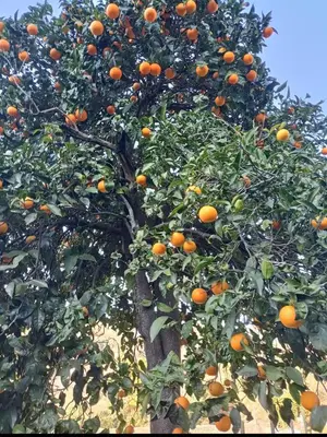 Planimetria di Da Ange e Bru