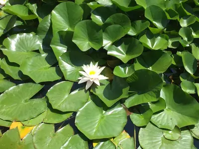 Giardino di Il Loft di Villa al Parco