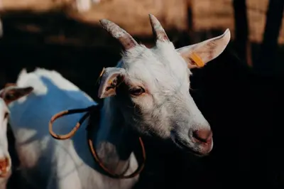 Altri animali domestici presso l'agriturismo o nei dintorni