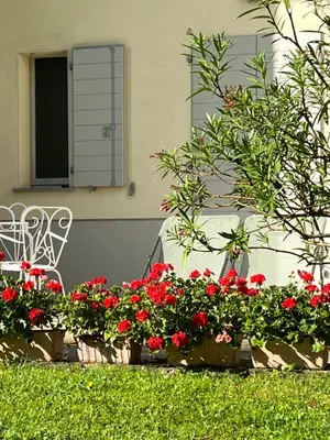Giardino di Acero Giallo