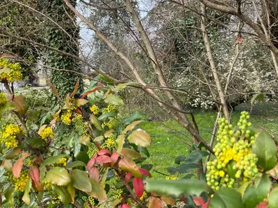 Giardino di Acero Giallo