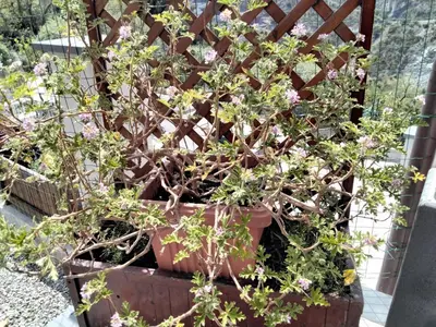 Giardino di 