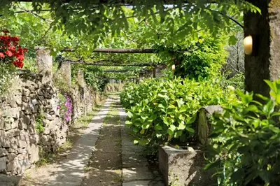 Giardino di VECCHIO MULINO FONTONA Ortensia