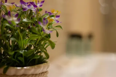 Planimetria di Suite Corallo - Smart Holiday