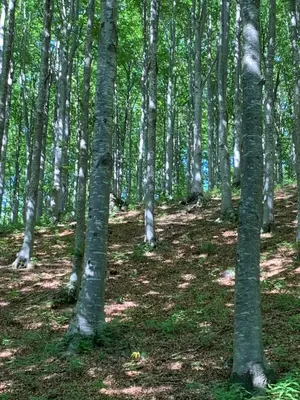 Paesaggio naturale nelle vicinanze dell'appartamento