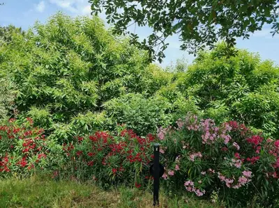 Giardino di Da Bijoux