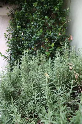 Giardino di Hotel Mantegna Stazione, MantegnaHotels