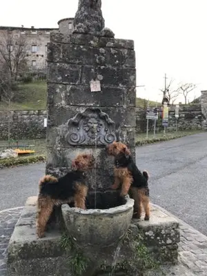 Ospiti di All'ombra del Castello con animali domestici