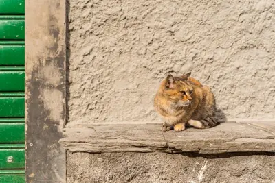 Ospiti di La Luna nel Castello con animali domestici
