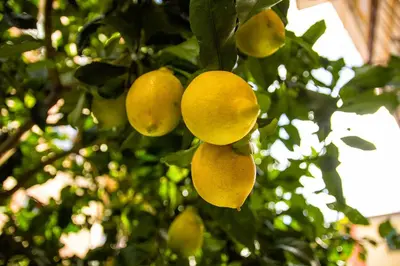 Planimetria di Fior di Limone