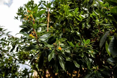 Giardino di Fior di Limone