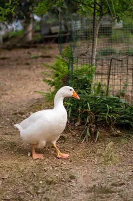Altri animali domestici presso l'affittacamere o nei dintorni