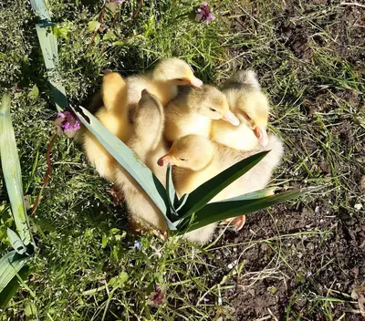Altri animali domestici presso l'affittacamere o nei dintorni