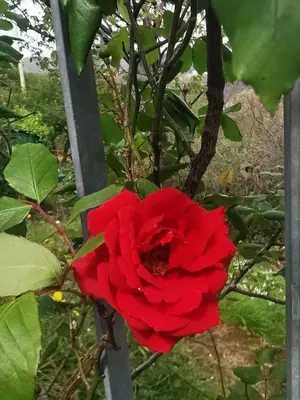 Giardino di La Casa di Lice