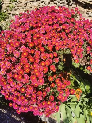 Giardino di La Casa di Lice